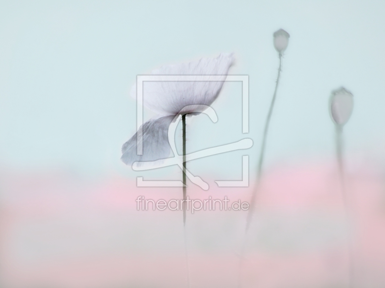 Bild-Nr.: 10553929 Poppy Dreams erstellt von Renate Knapp