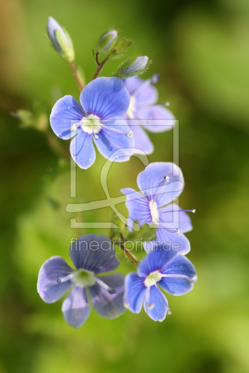 Bild-Nr.: 10554647 Gartenblumen erstellt von CarolinScholz