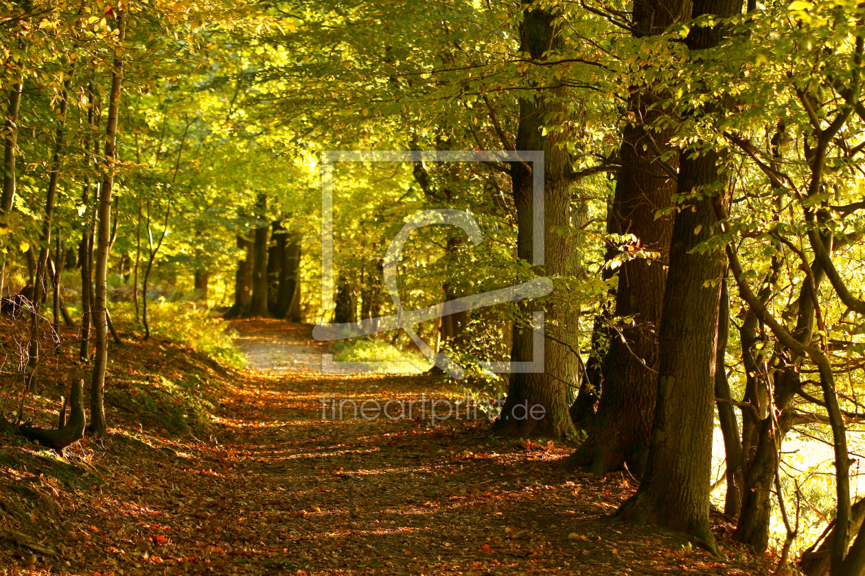 Bild-Nr.: 10554675 Herbstwald erstellt von Eileen Kumpf