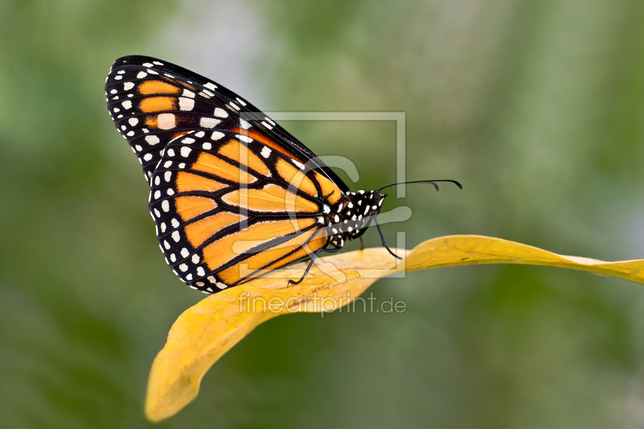 Bild-Nr.: 10554829 Orange Butterfly erstellt von wame