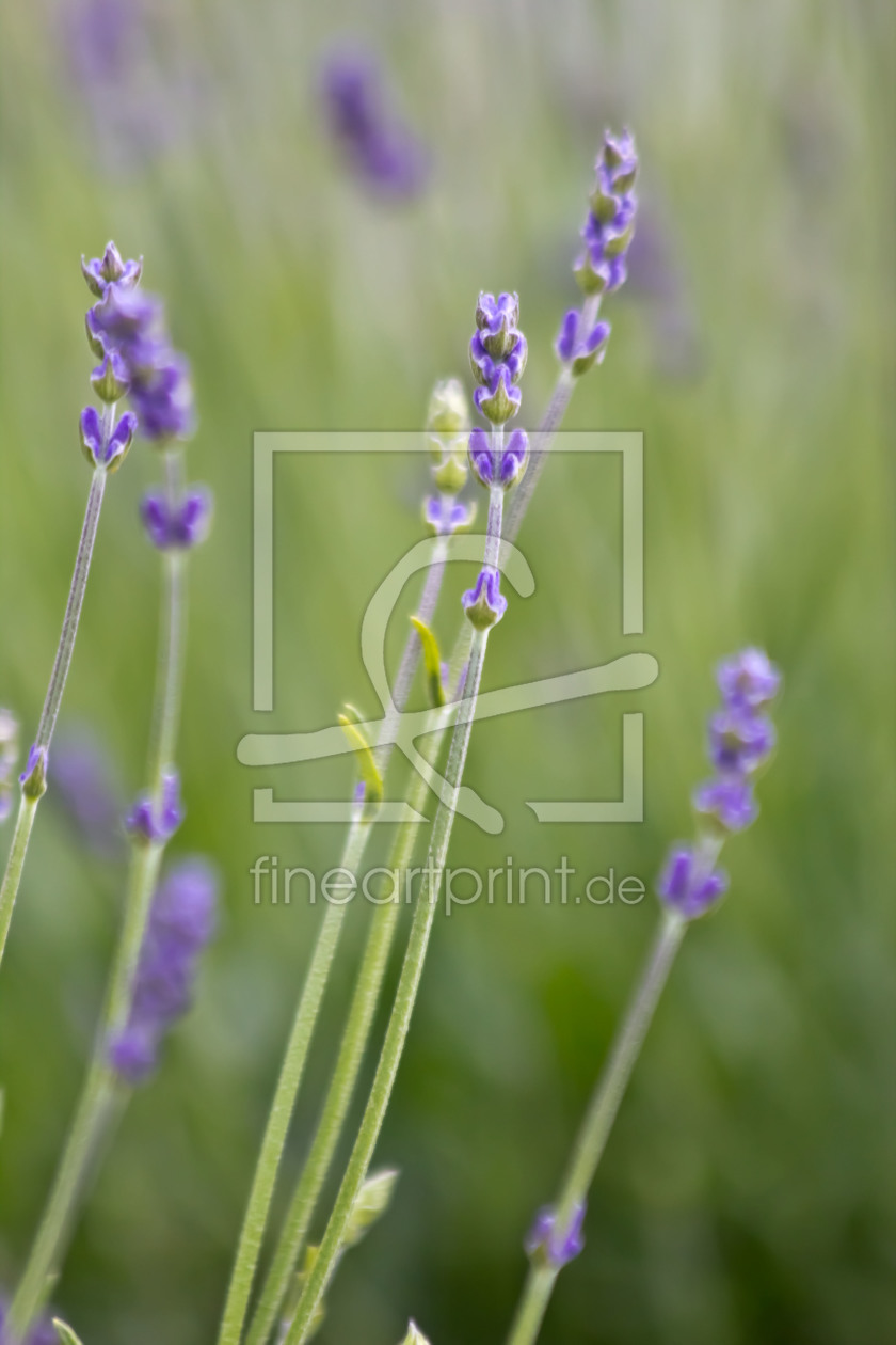 Bild-Nr.: 10554861 Lavendel erstellt von Stephanie Stephanie Dannecker