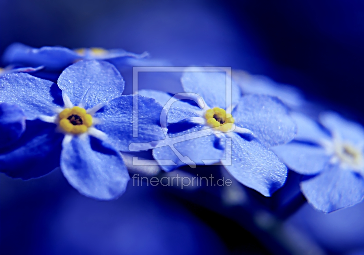 Bild-Nr.: 10555141 Forget me not erstellt von youhaveadream