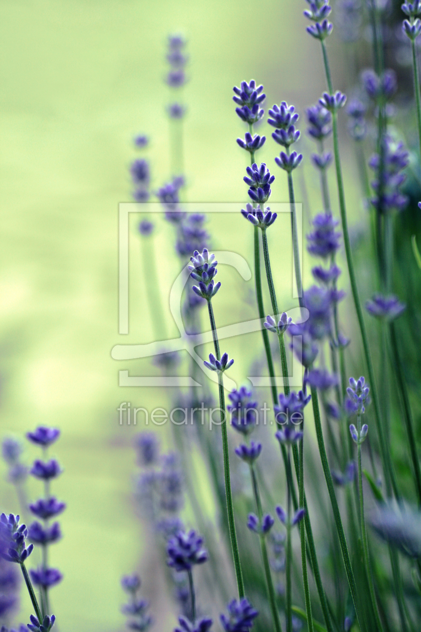 Bild-Nr.: 10555231 Lavendel erstellt von fotozauberin