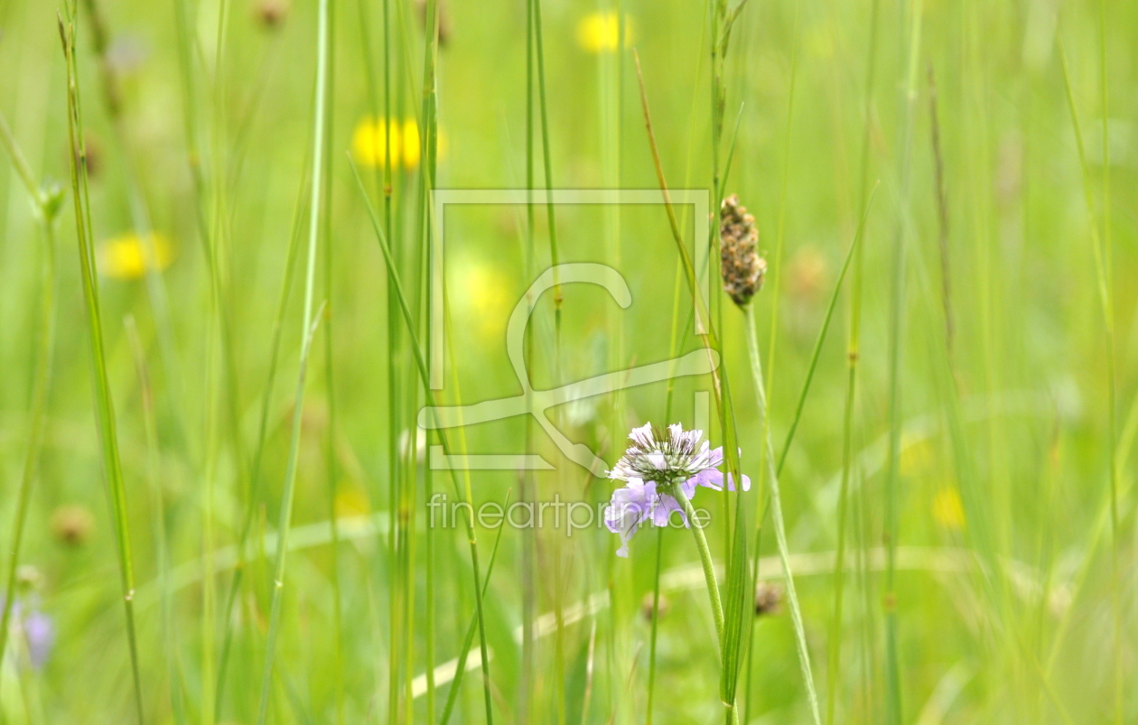 Bild-Nr.: 10555283 .. in der Wiese .. erstellt von GUGIGEI