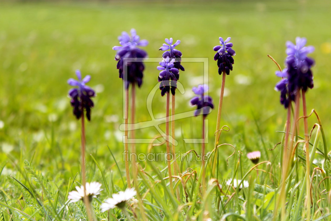 Bild-Nr.: 10555729 Sommerwiese erstellt von Heike  Hultsch