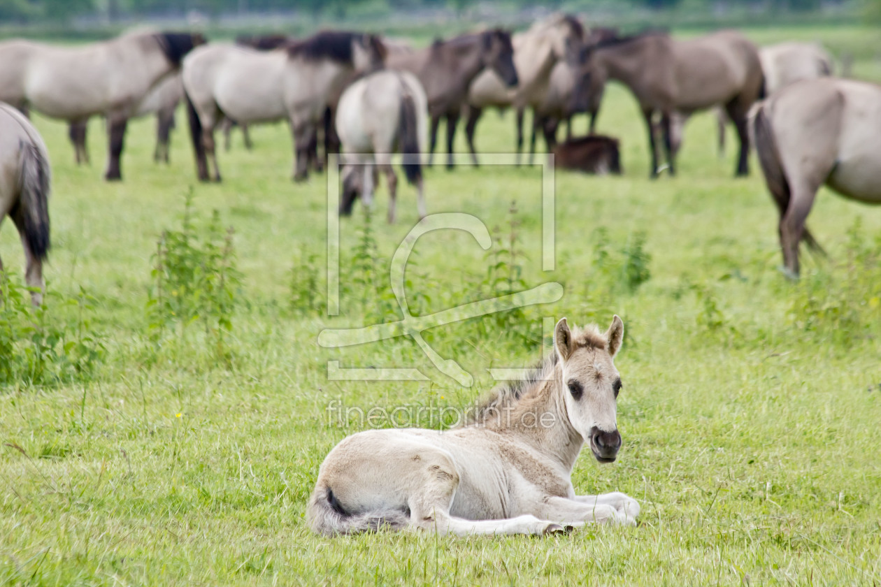 Bild-Nr.: 10555857 Wildpferdeherde erstellt von Stephanie Stephanie Dannecker