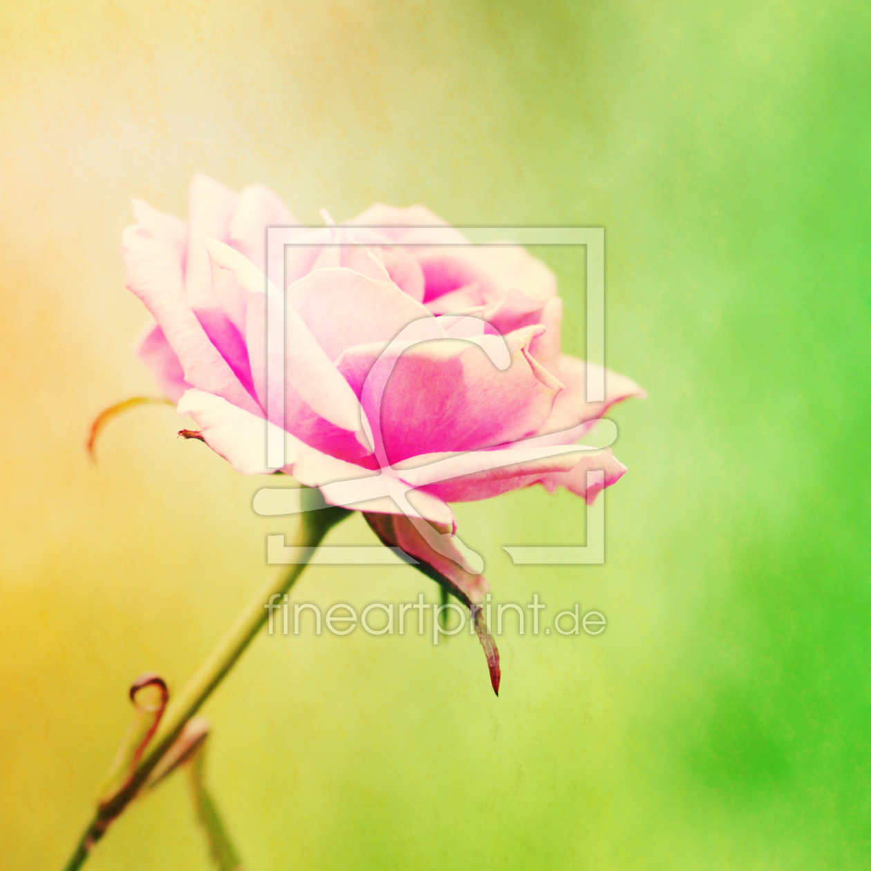 Bild-Nr.: 10556143 The Rose erstellt von FotoDeHRO