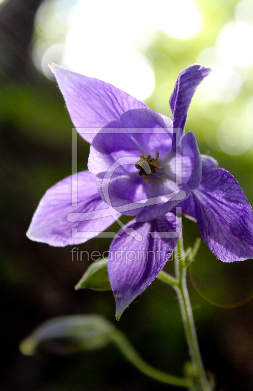 Bild-Nr.: 10557437 Blume erstellt von jamaikabia