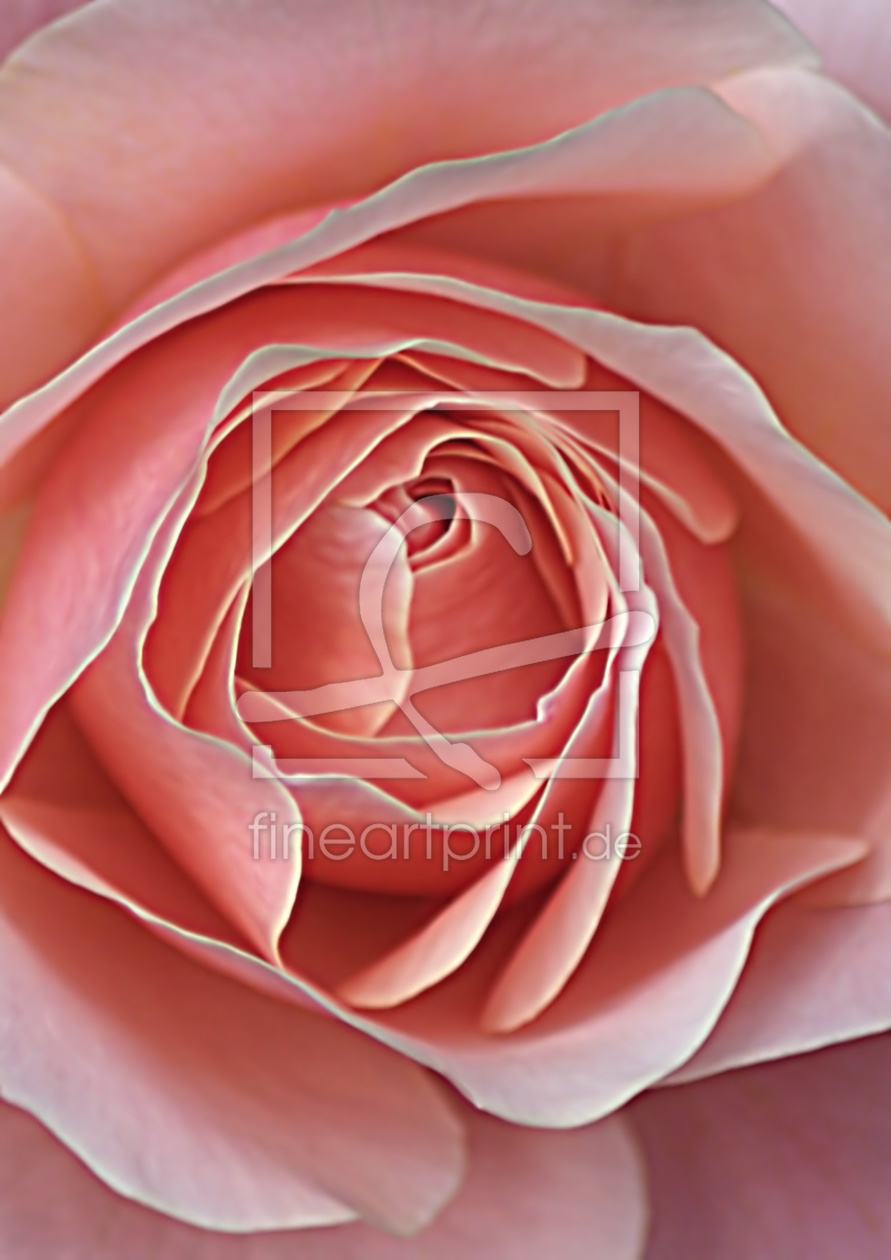 Bild-Nr.: 10558131 Rose erstellt von youhaveadream