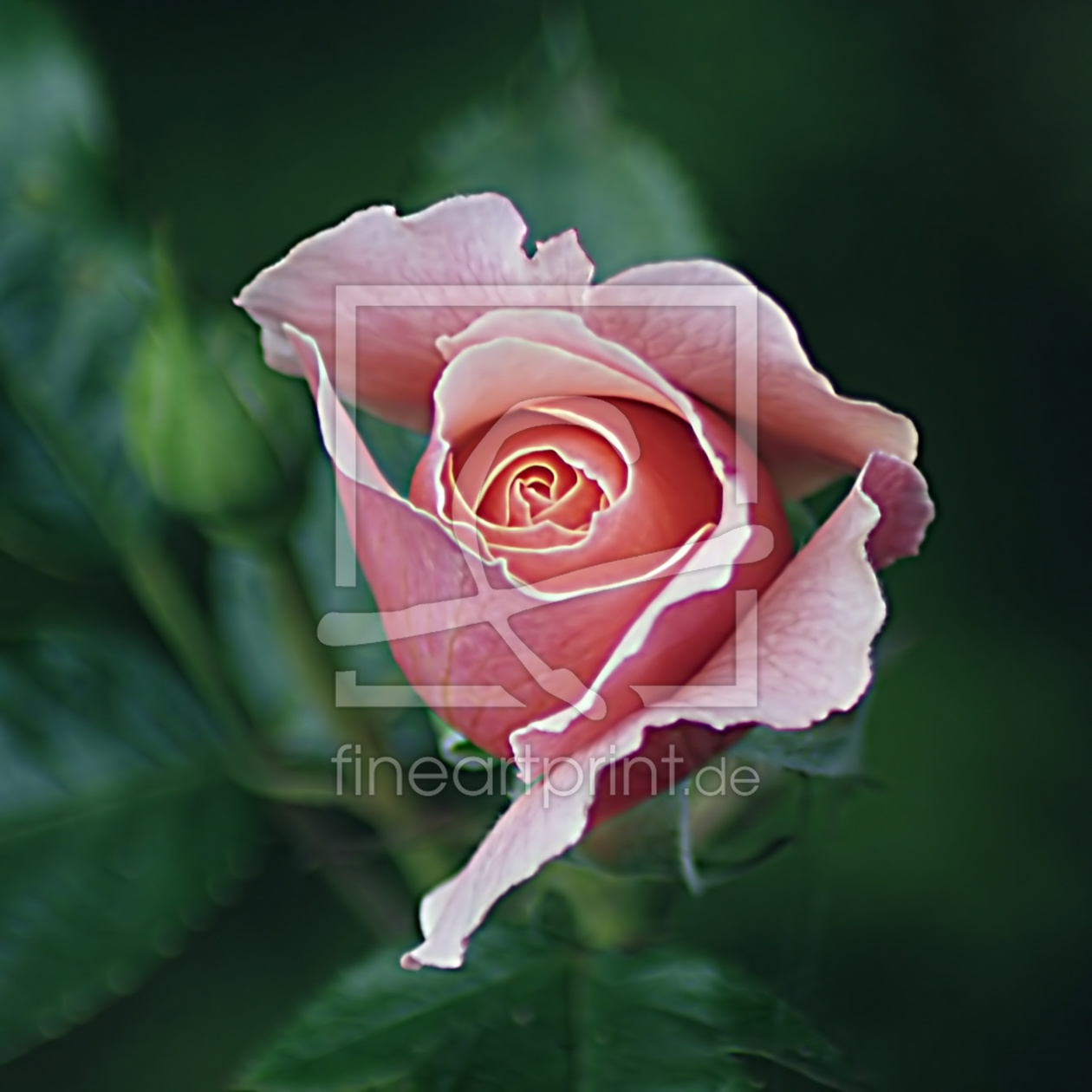 Bild-Nr.: 10558141 Rose erstellt von youhaveadream