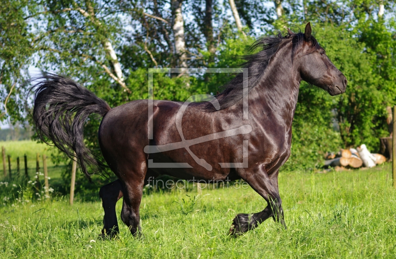 Bild-Nr.: 10558313 Pferd auf der Wiese im Galopp erstellt von Ina  Penning