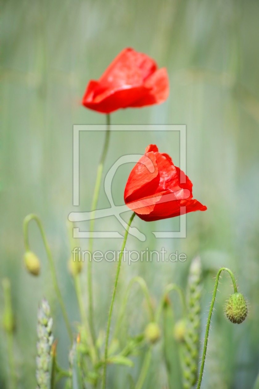 Bild-Nr.: 10558361 Mohn erstellt von FotoDeHRO