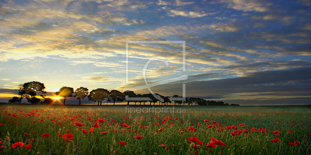 Bild-Nr.: 10558713 HEUTE MORGEN SONNENAUFGANG 5 UHR IM MOHNFELD erstellt von WildlifePhotography