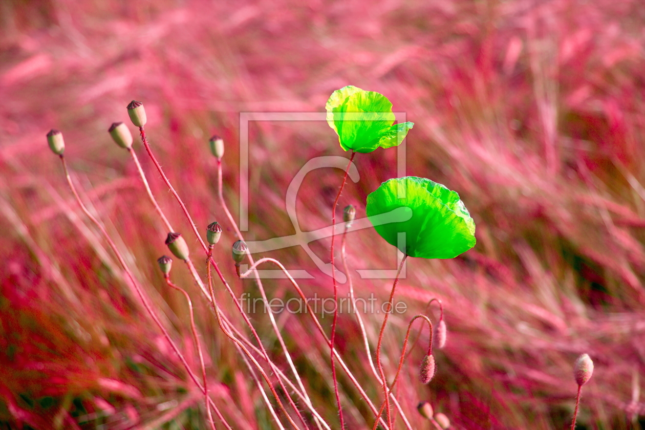 Bild-Nr.: 10558803 Poppy in the barley field erstellt von fotoping