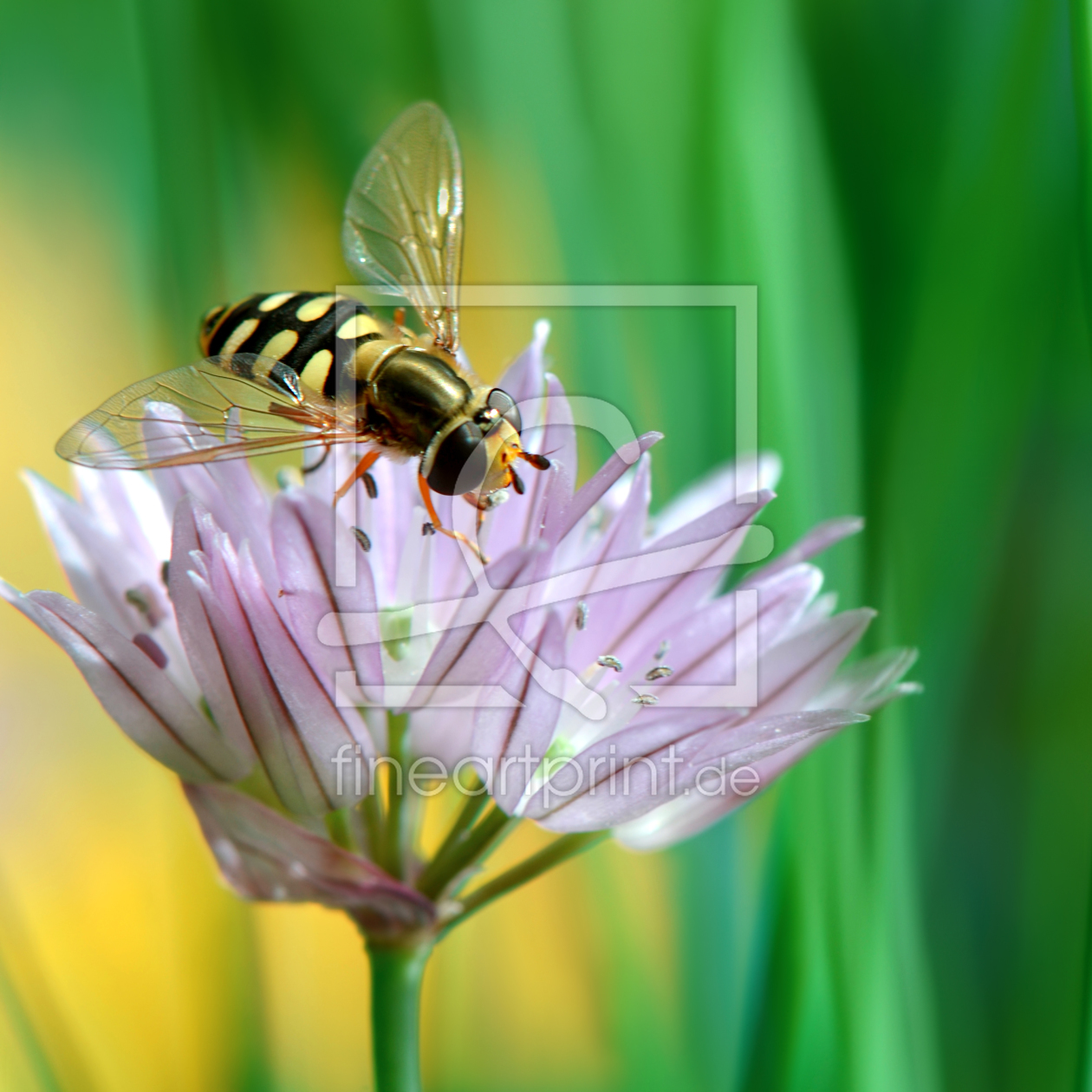 Bild-Nr.: 10558909 Schwebfliege erstellt von Atteloi