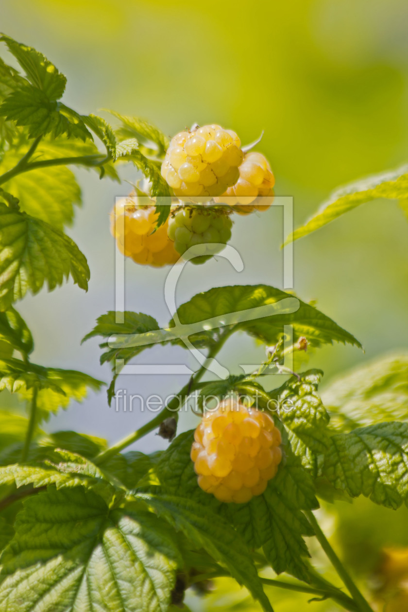 Bild-Nr.: 10559009 gelbe Himbeeren erstellt von Stephanie Stephanie Dannecker