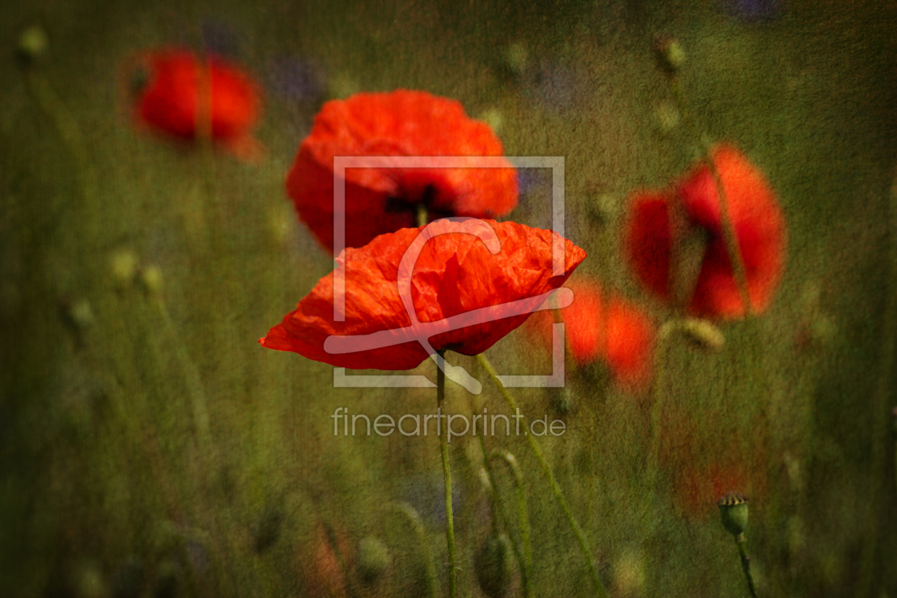 Bild-Nr.: 10559385 Wiesenblumen erstellt von Uwe Jahn