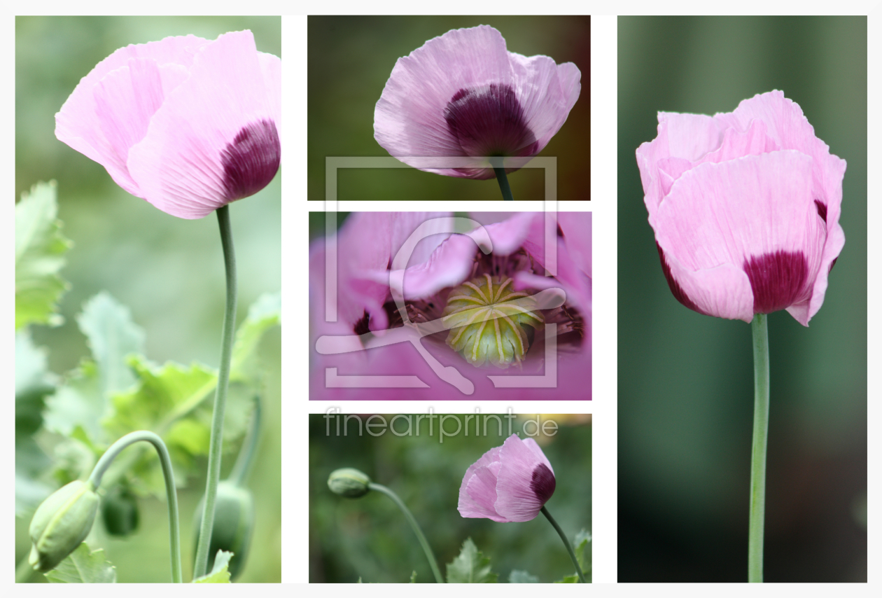 Bild-Nr.: 10559541 Mohn Collage lila erstellt von Christine Bässler