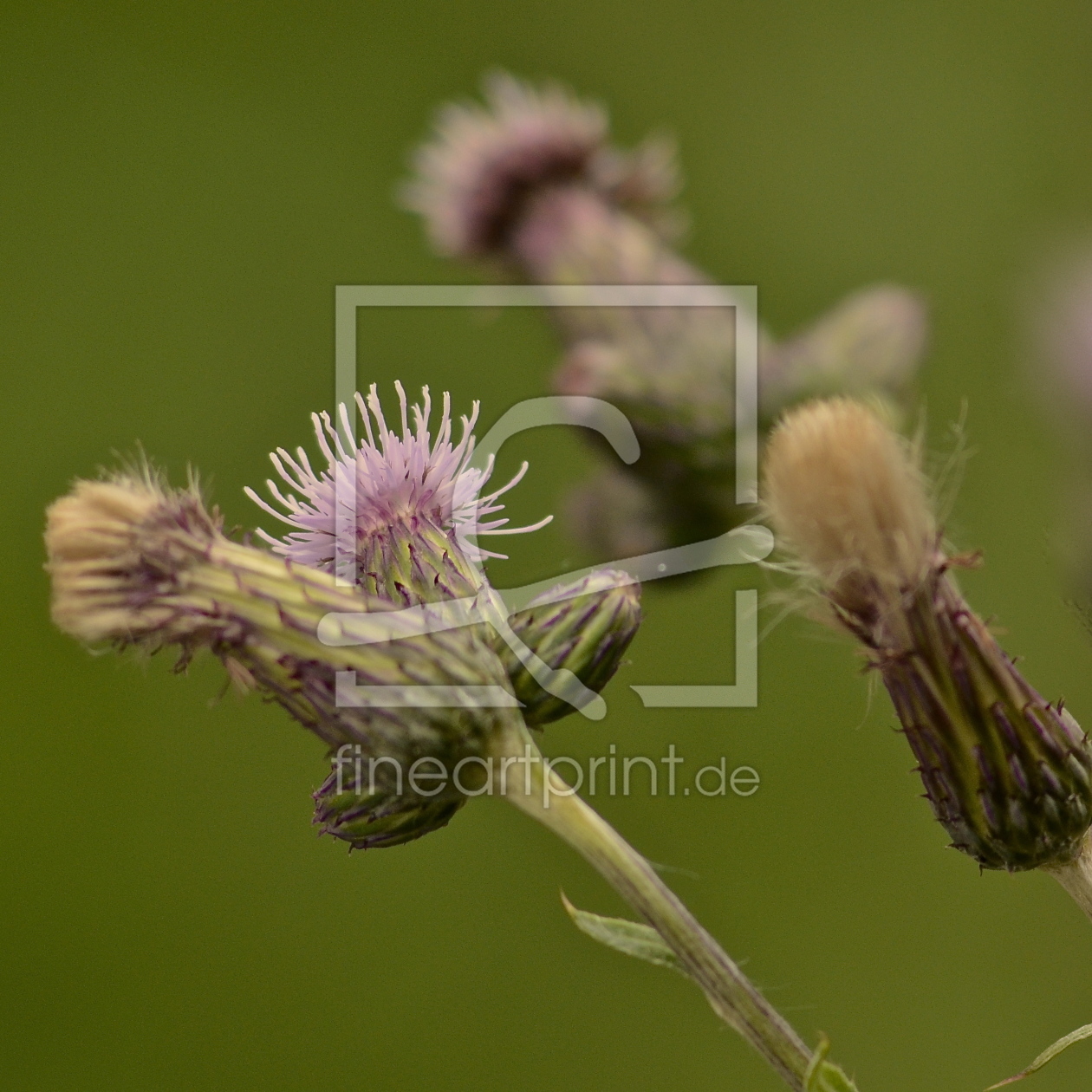 Bild-Nr.: 10559755 Natur erstellt von Just4fun38