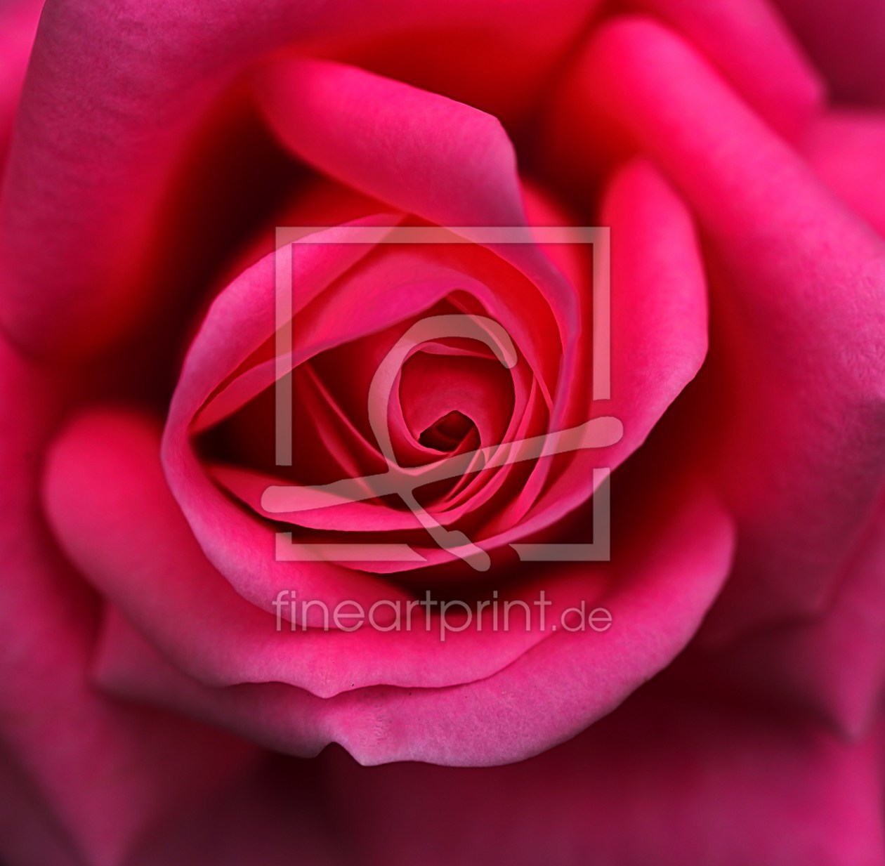 Bild-Nr.: 10559783 Rose erstellt von Renate Knapp