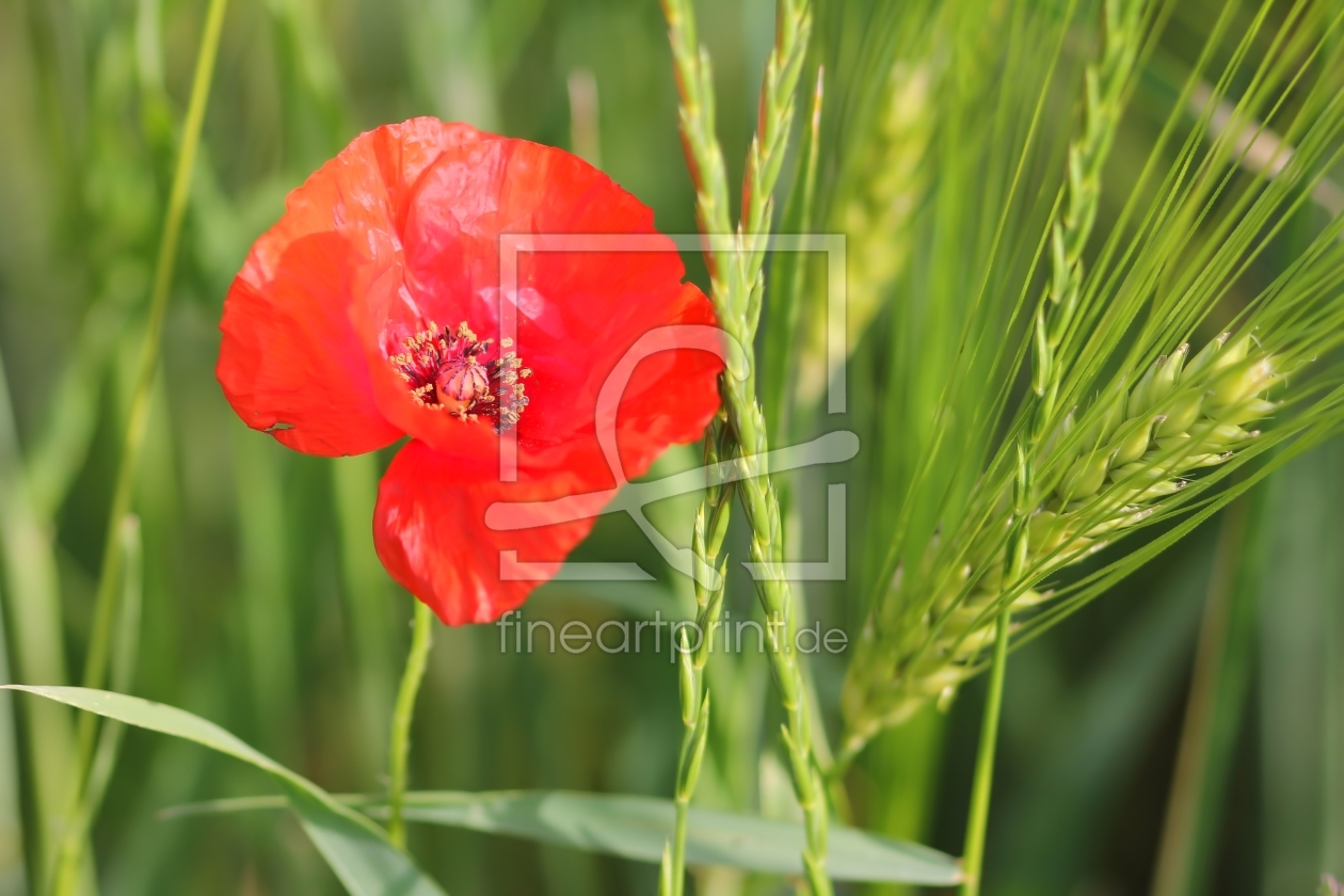 Bild-Nr.: 10559925 Mohn im Feld erstellt von falconer59