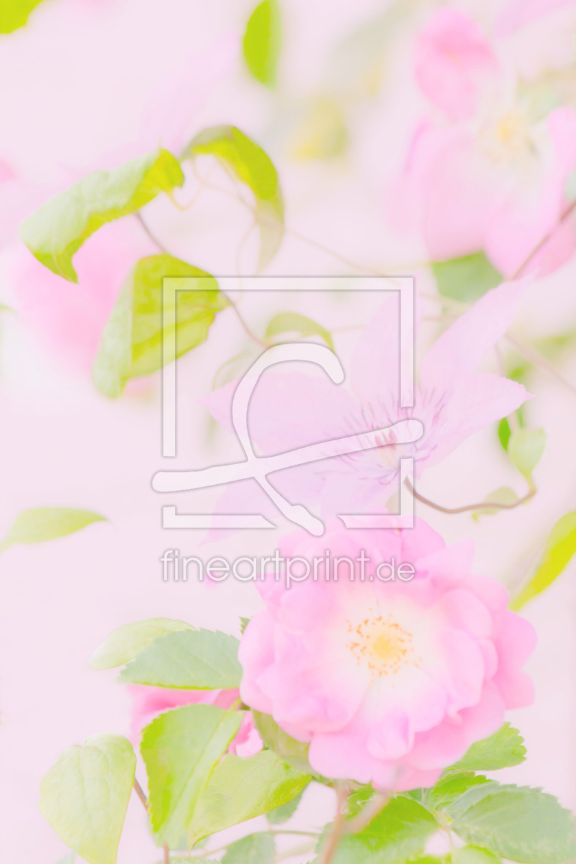 Bild-Nr.: 10560011 Rosenranken rose erstellt von Stephanie Stephanie Dannecker