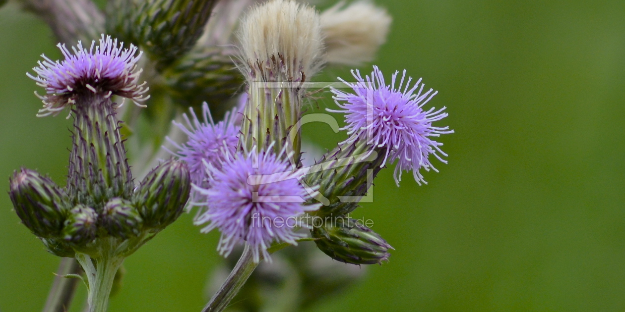 Bild-Nr.: 10560041 So schön kann nur die Natur sein erstellt von Just4fun38