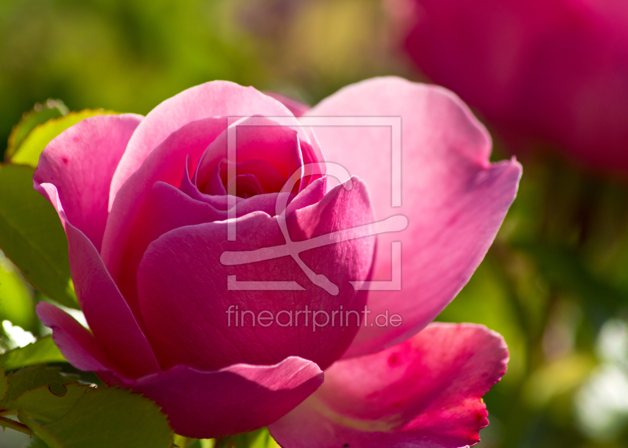 Bild-Nr.: 10560085 Licht der Rose erstellt von Anja Schäfer