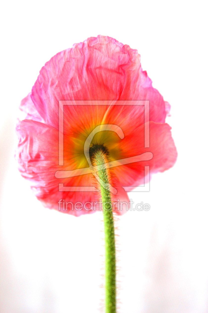 Bild-Nr.: 10560281 Mohn-Beauty erstellt von Flowerfairy