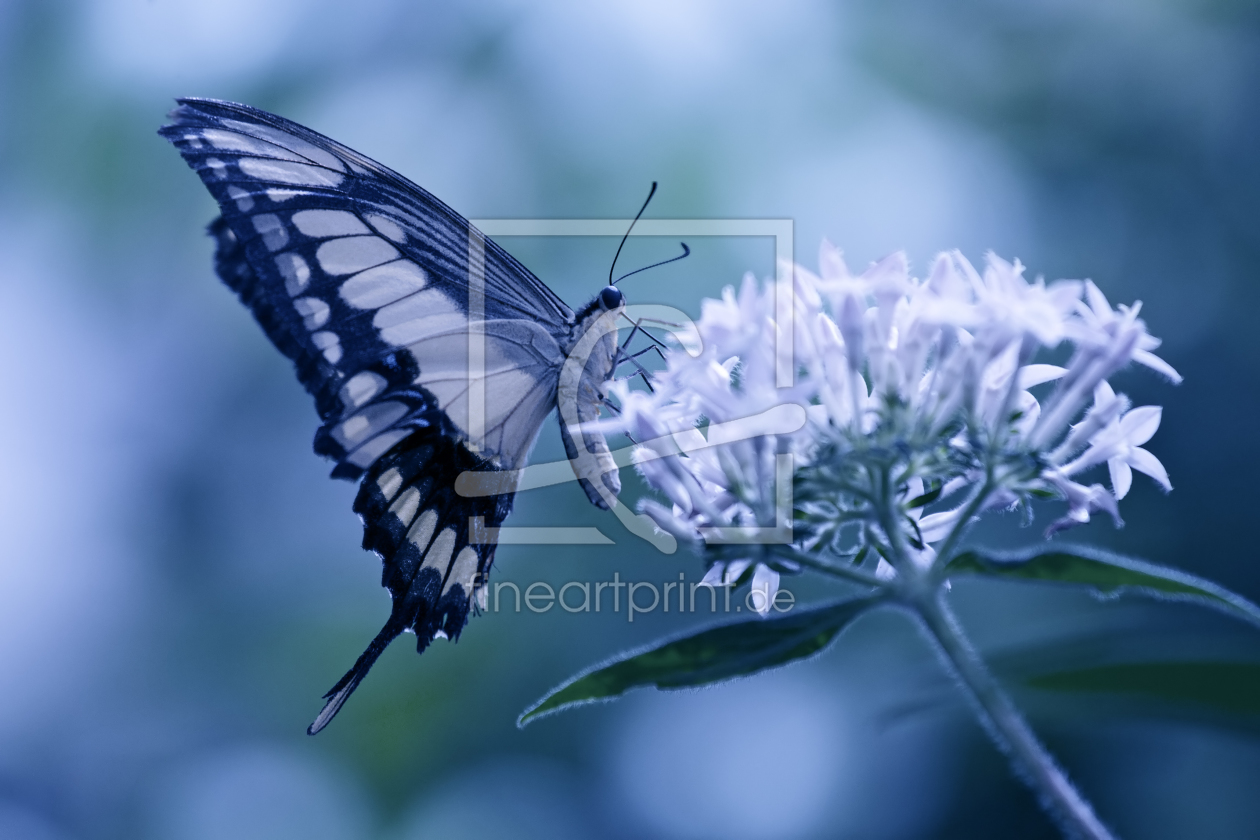 Bild-Nr.: 10561439 Blue erstellt von Thomas Herzog