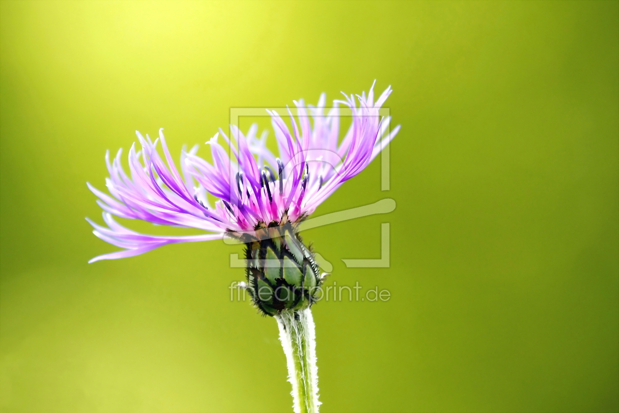 Bild-Nr.: 10562051 Centaurea montana erstellt von fotoping