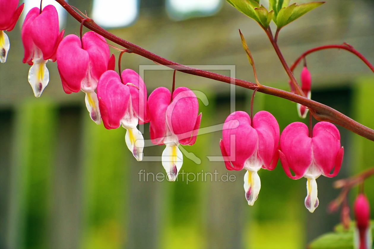 Bild-Nr.: 10562995 lamprocapnos spectabilis erstellt von fotoping