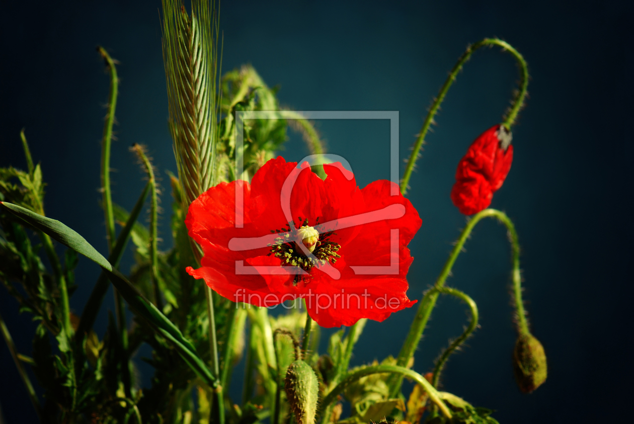 Bild-Nr.: 10564113 Mohnblume Bild-Nr.: 10564113 Mohnblume erstellt von Atteloi