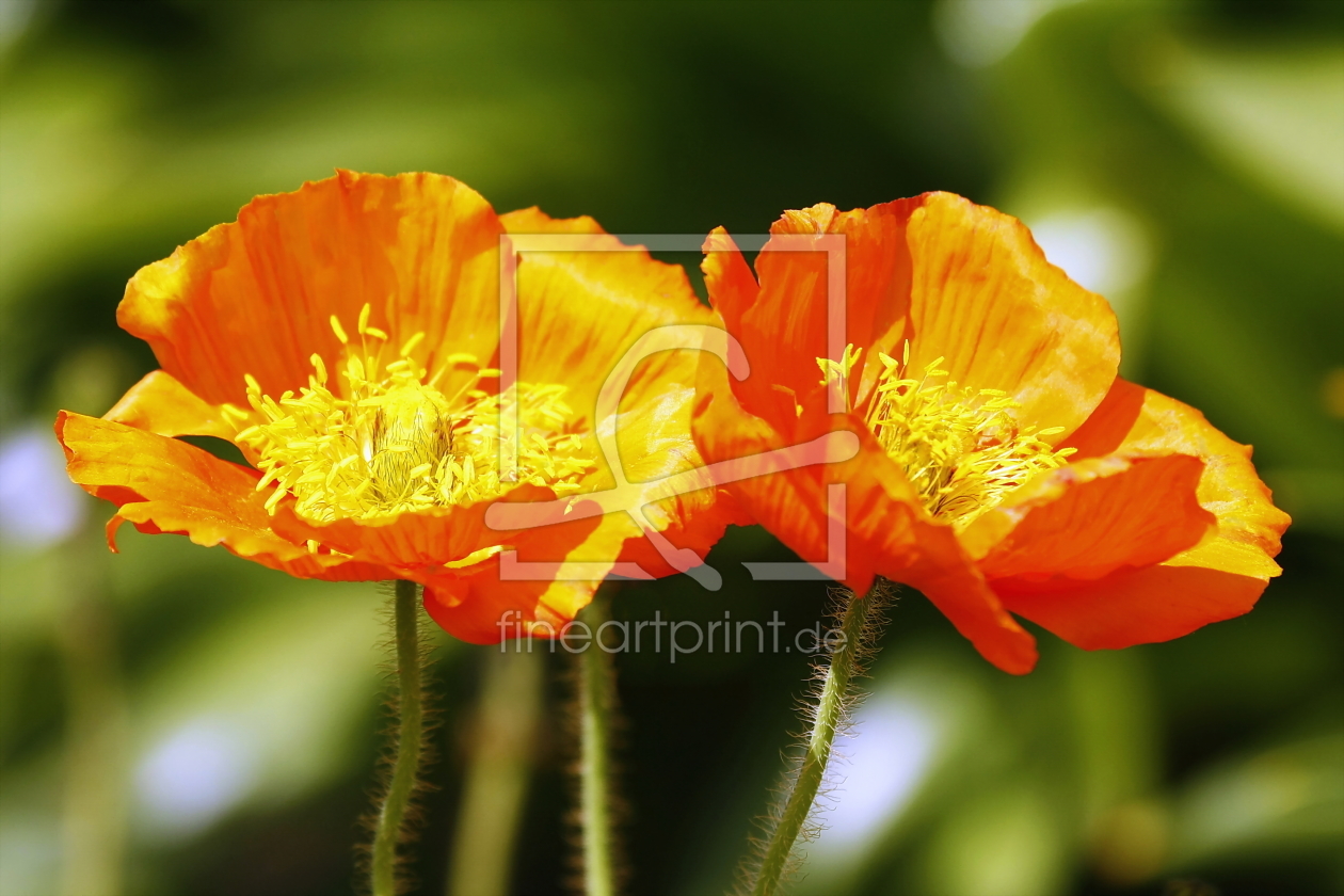 Bild-Nr.: 10564199 Mohn erstellt von fotoping