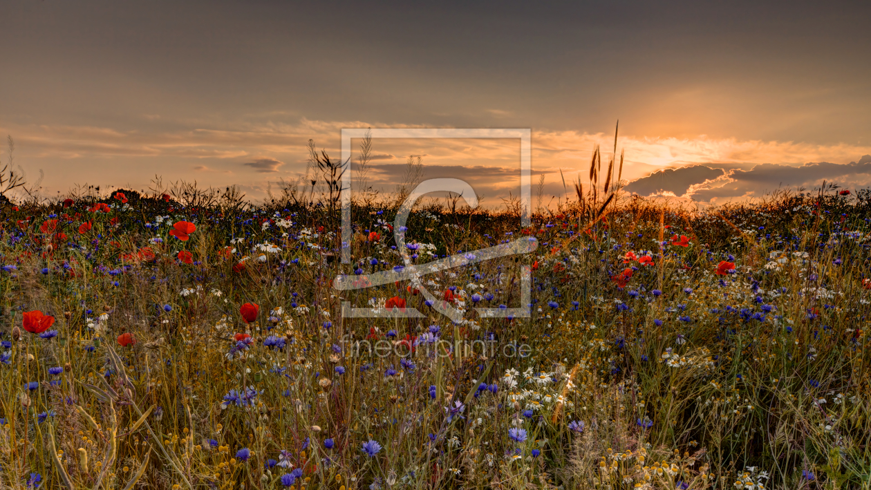 Bild-Nr.: 10564566 wildflowers cross erstellt von Jens Kalanke