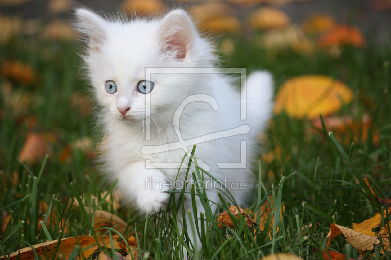 Bild-Nr.: 10564852 Babykatze im Garten erstellt von Jayser