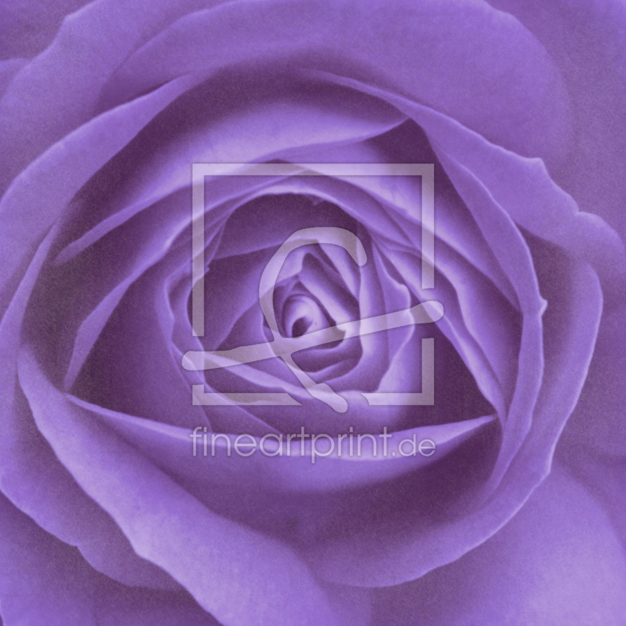Bild-Nr.: 10565224 Rose Closeup lila erstellt von Christine Bässler