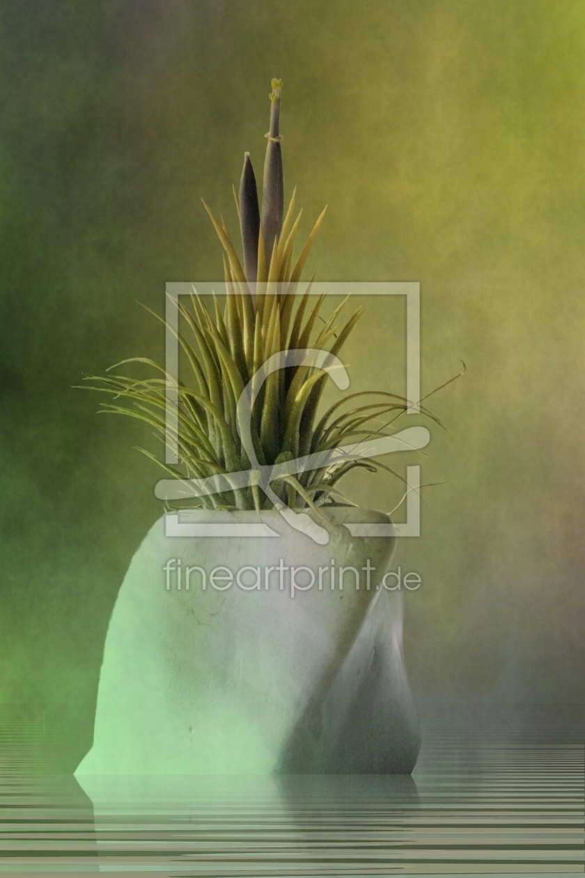 Bild-Nr.: 10565808 Tillandsia4 erstellt von PaulaPanther