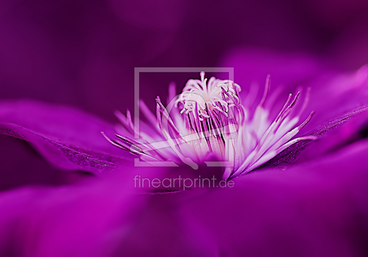 Bild-Nr.: 10565908 Clematis erstellt von youhaveadream