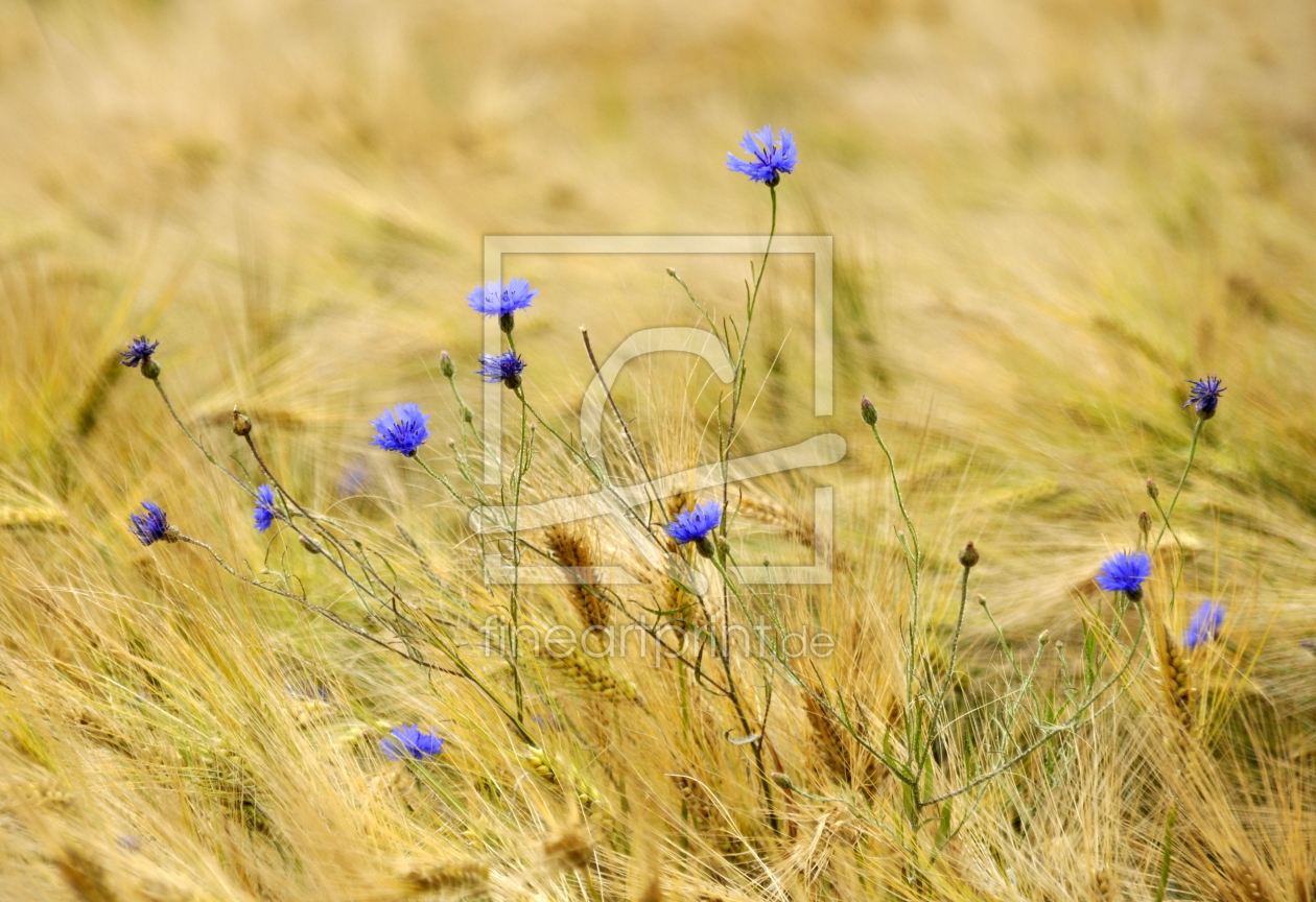 Bild-Nr.: 10565932 Im Kornfeld erstellt von GUGIGEI