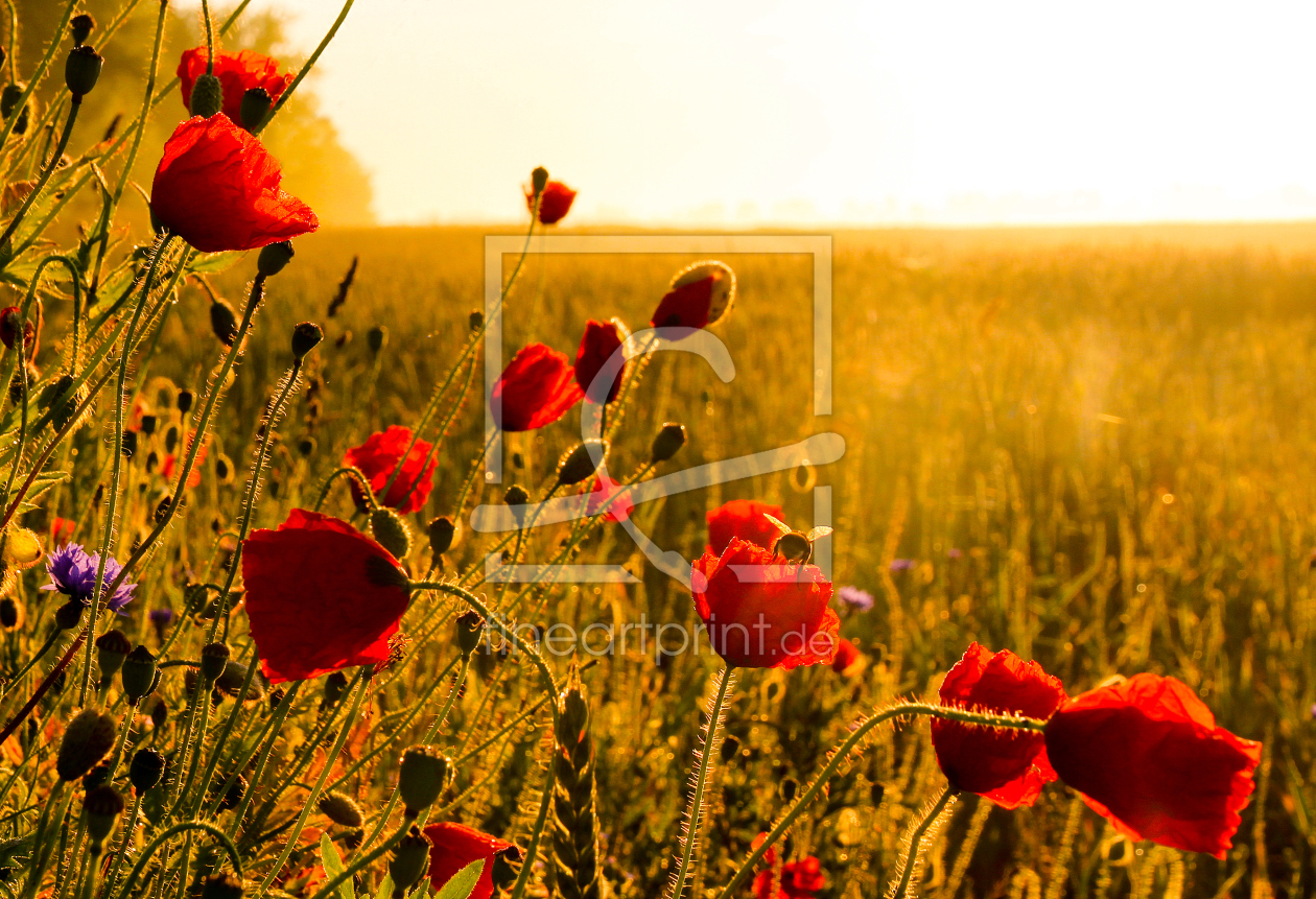 Bild-Nr.: 10565970 Mohn am Morgen erstellt von Kibo