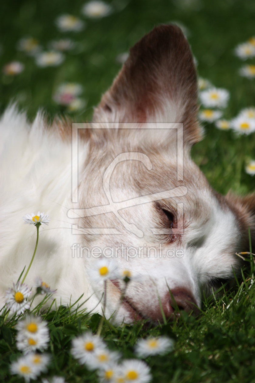 Bild-Nr.: 10566358  Schlafender Hund erstellt von Jayser