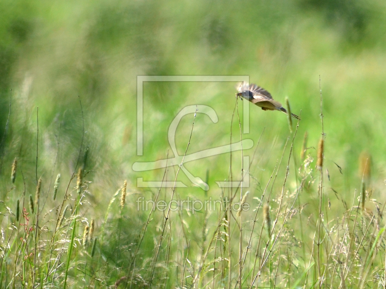 Bild-Nr.: 10566658 Naturwiesen.... erstellt von Ostfriese