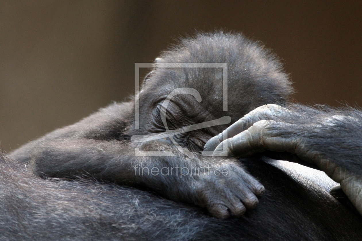 Bild-Nr.: 10567224 sleeping erstellt von Marcel Schauer