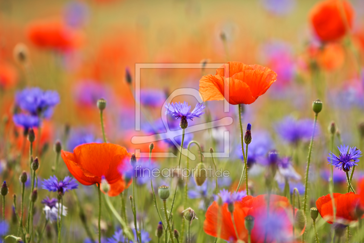 Bild-Nr.: 10567236 mohn -aquarell erstellt von Jens Kalanke