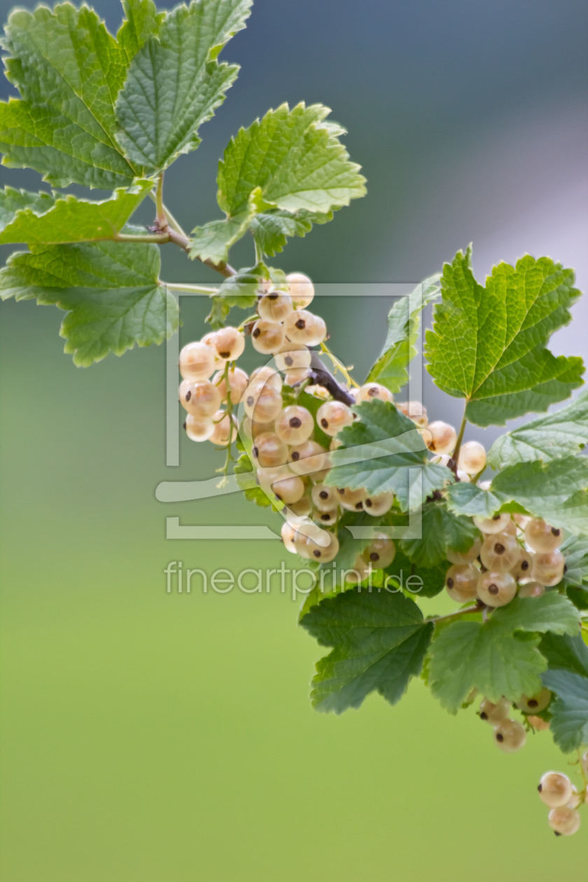 Bild-Nr.: 10568300 weisse Johannisbeeren erstellt von Stephanie Stephanie Dannecker