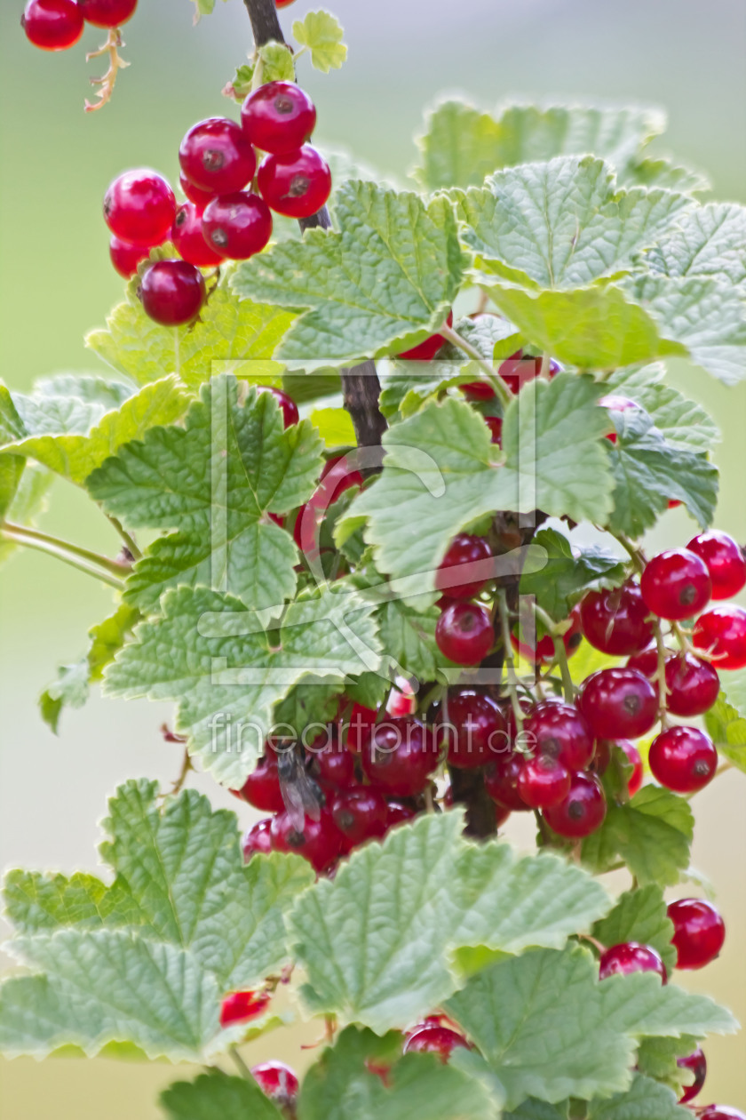 Bild-Nr.: 10568308 rote Johannisbeeren erstellt von Stephanie Stephanie Dannecker