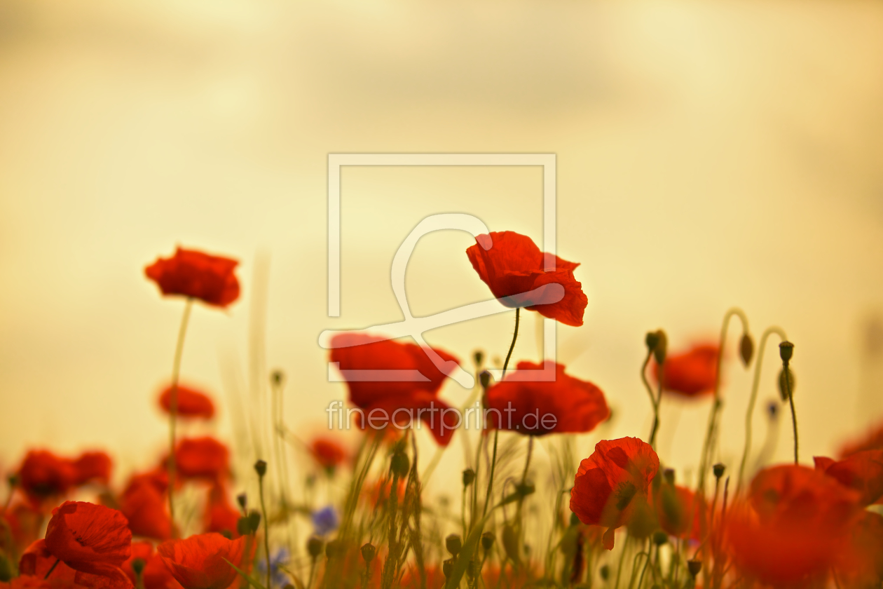 Bild-Nr.: 10568348 yellow mohn erstellt von Jens Kalanke