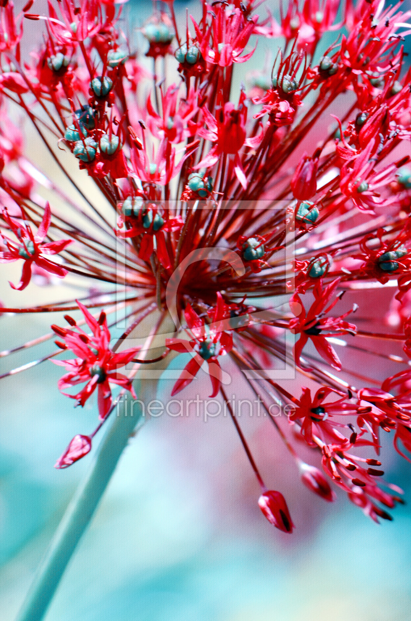 Bild-Nr.: 10568352 Allium erstellt von Atteloi