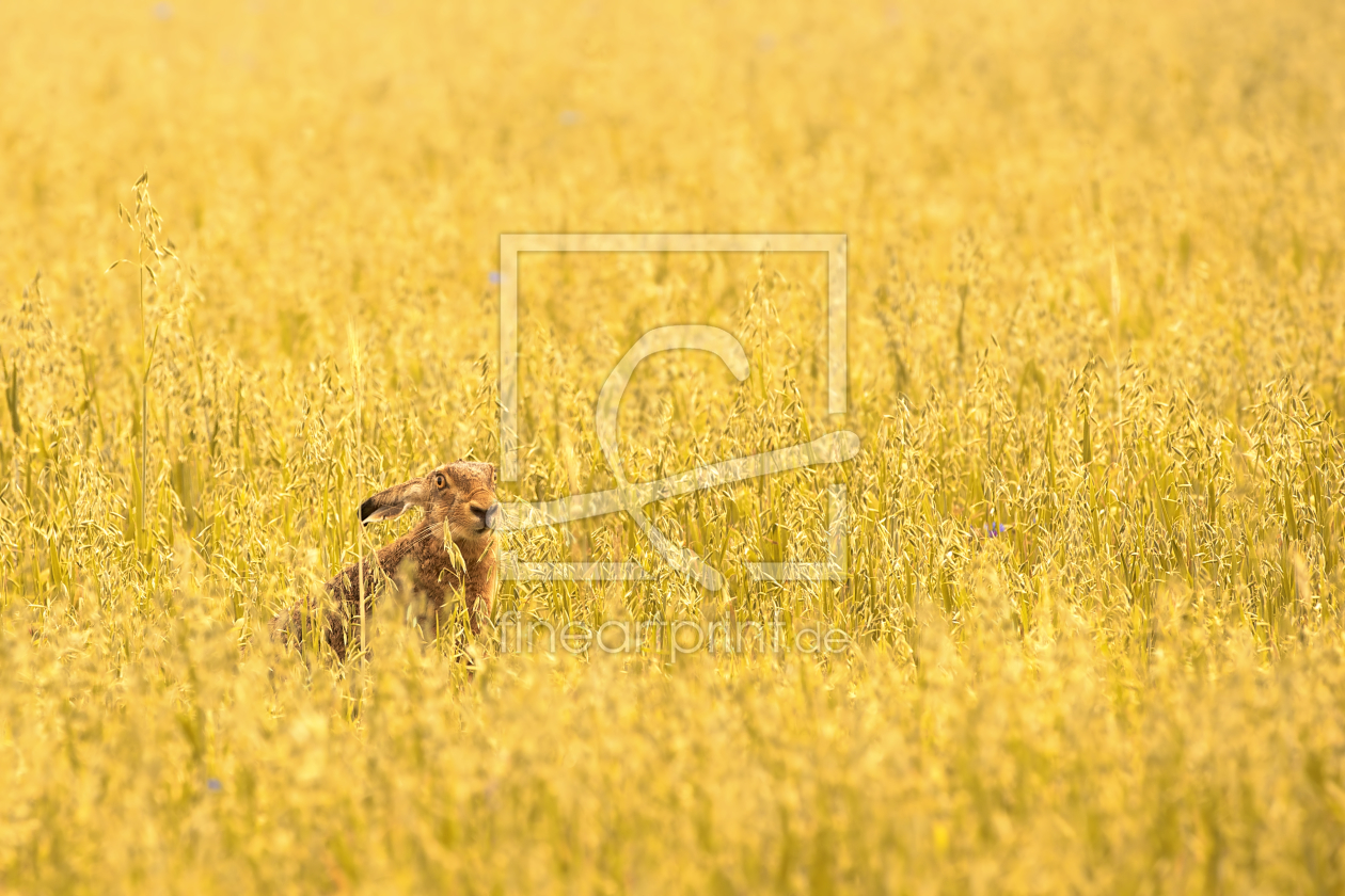 Bild-Nr.: 10569096 der Hase im Hafer erstellt von Jens Kalanke